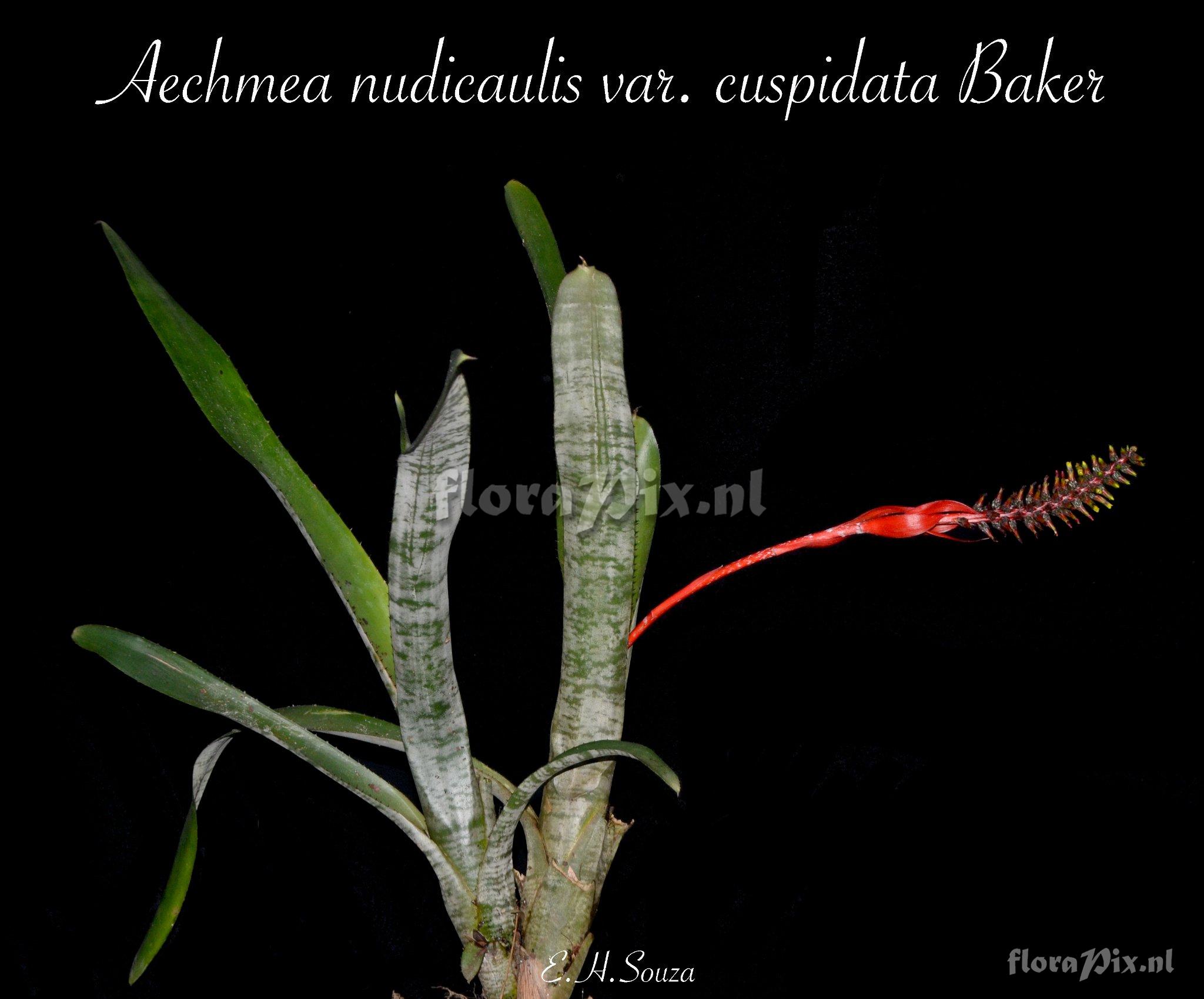 Aechmea nudicaulis var. cuspidata