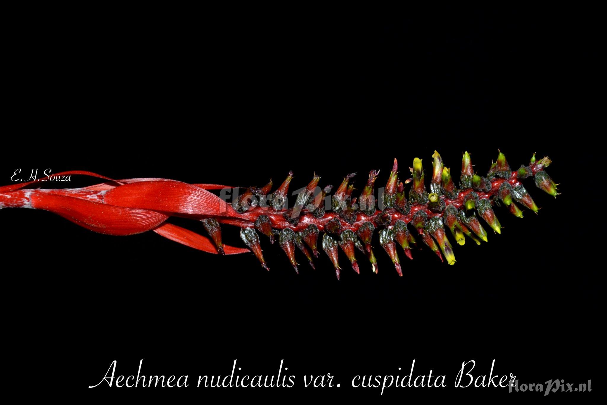 Aechmea nudicaulis var. cuspidata