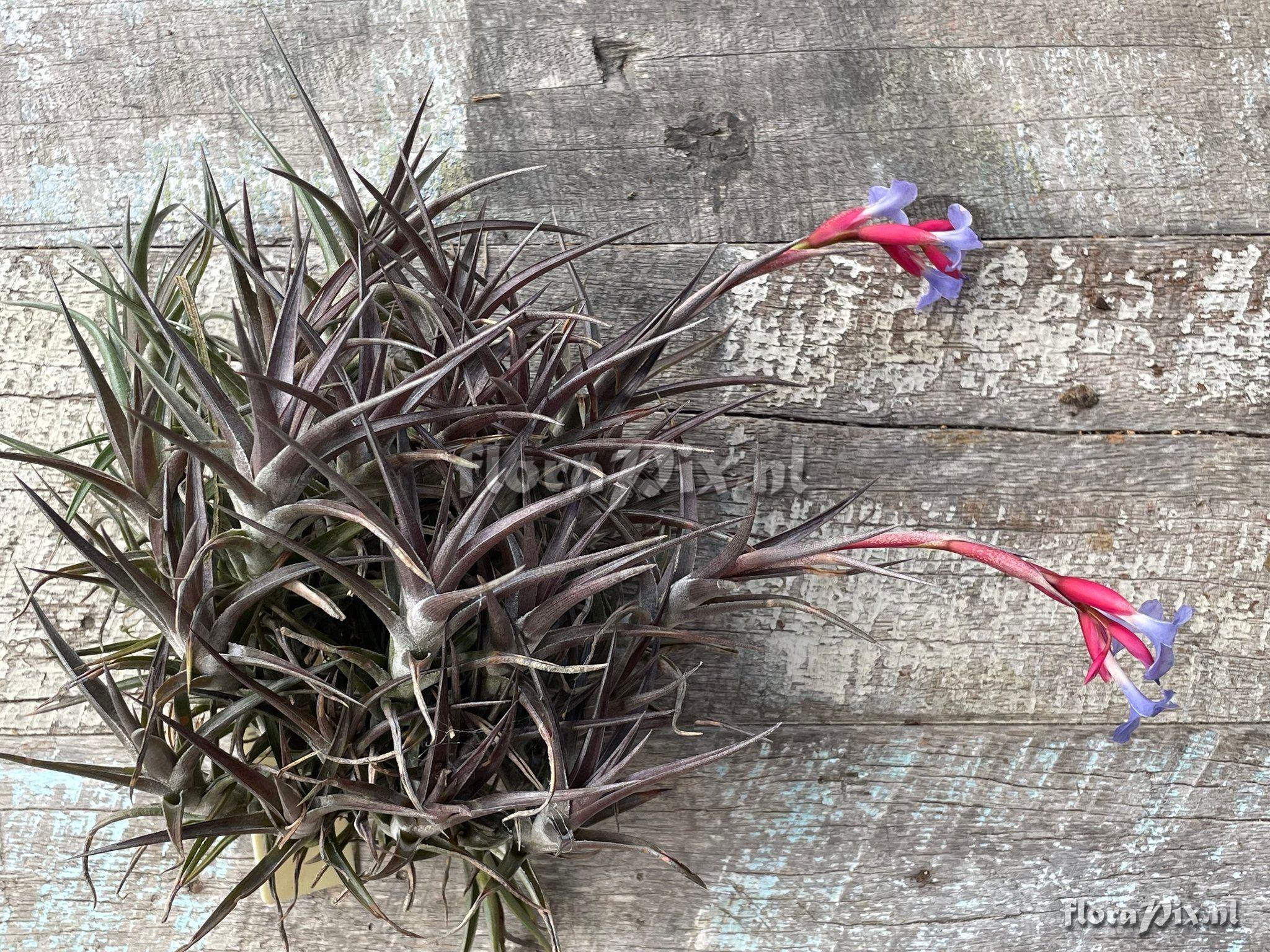 Tillandsia jonesii