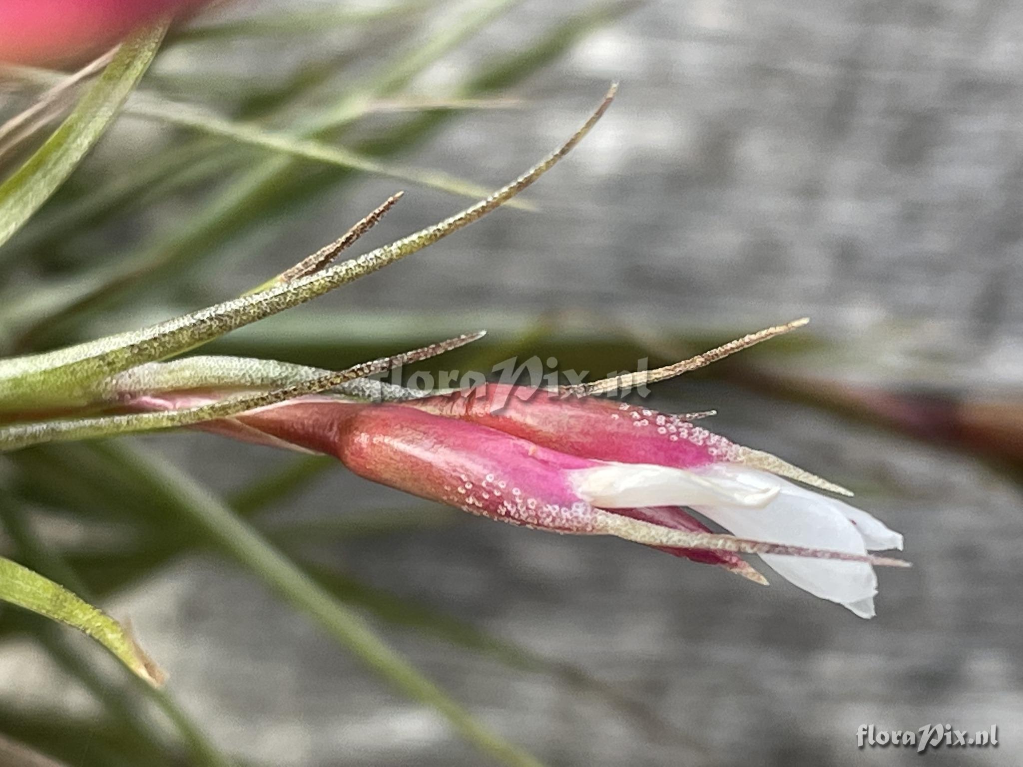 Tillandsia pardoi