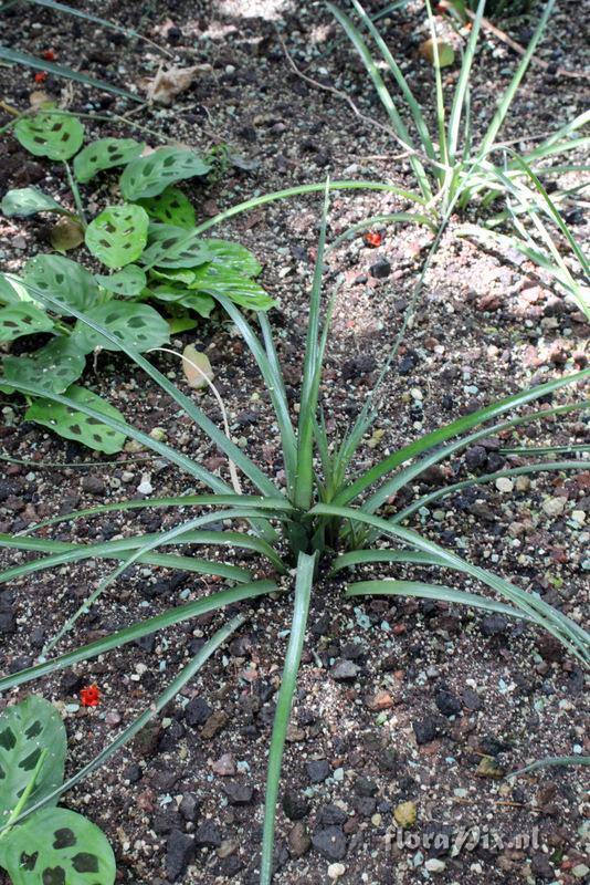 Aechmea recurvata var. recurvata