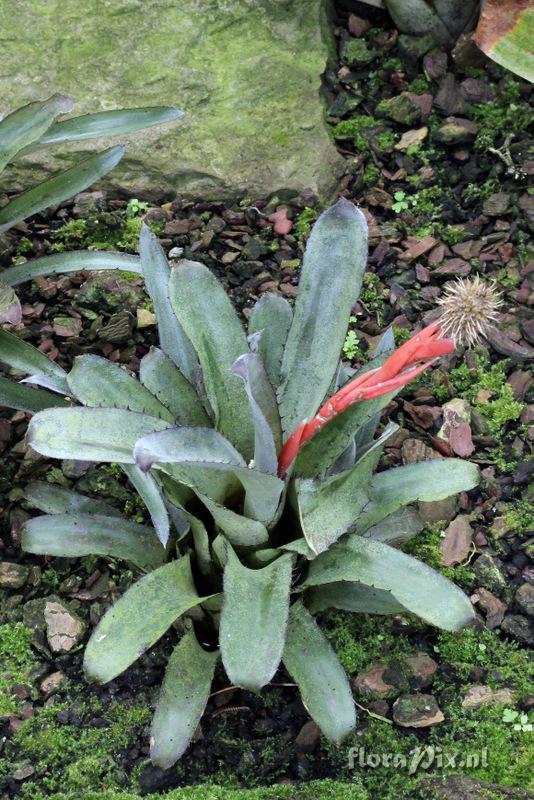 Aechmea triticina