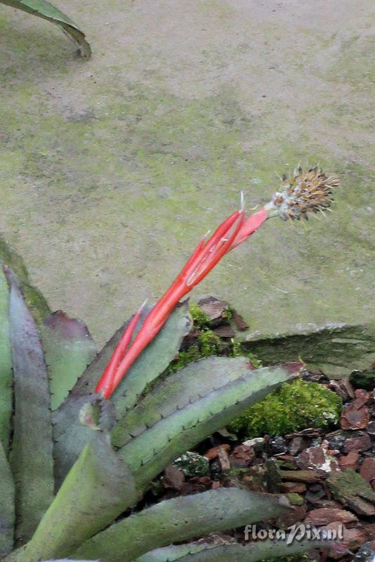 Aechmea triticina