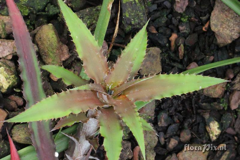 Cryptanthus warren-loosei