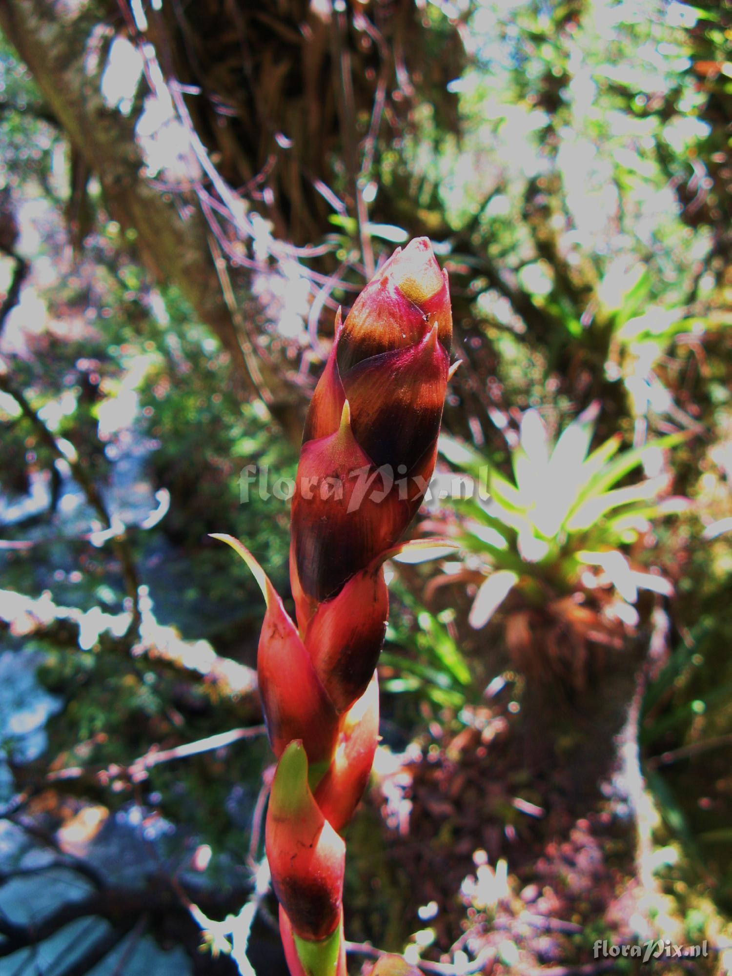 Bromeliaceae 