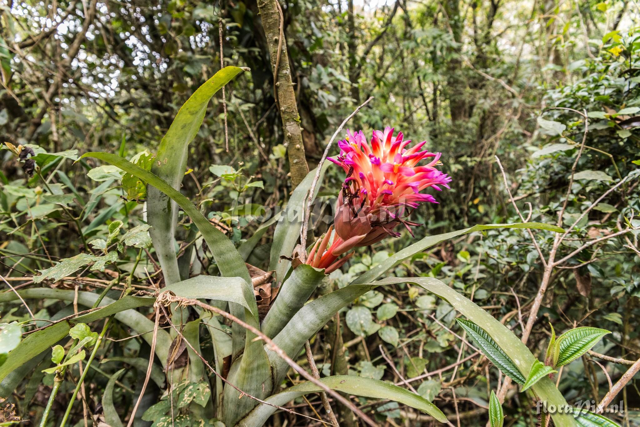 Billbergia euphemiae