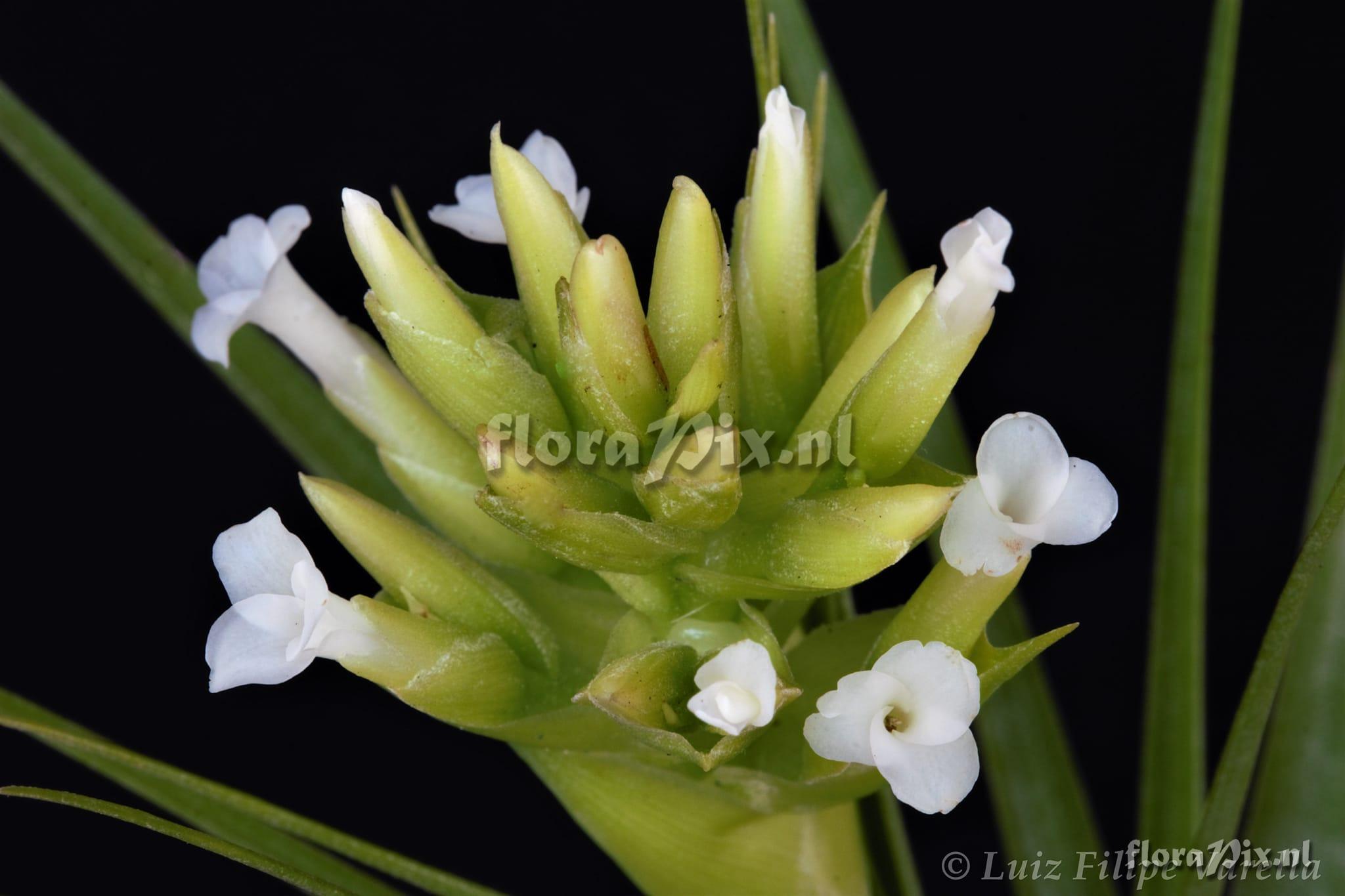 Tillandsia geminiflora