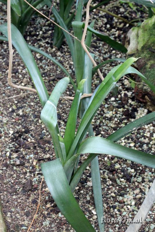 Fosterella penduliflora