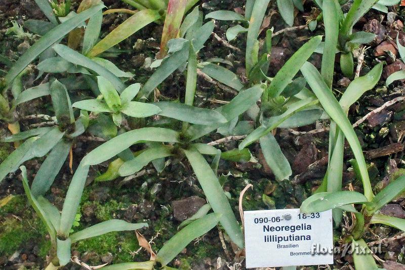 Neoregelia lilliputiana