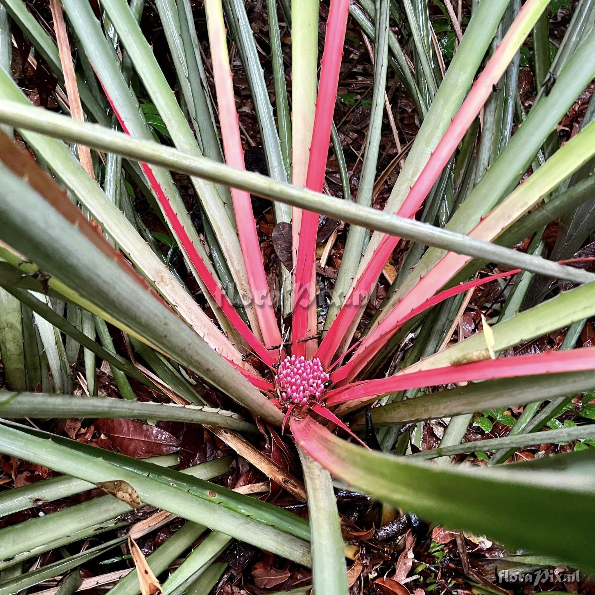 Bromelia grandiflora