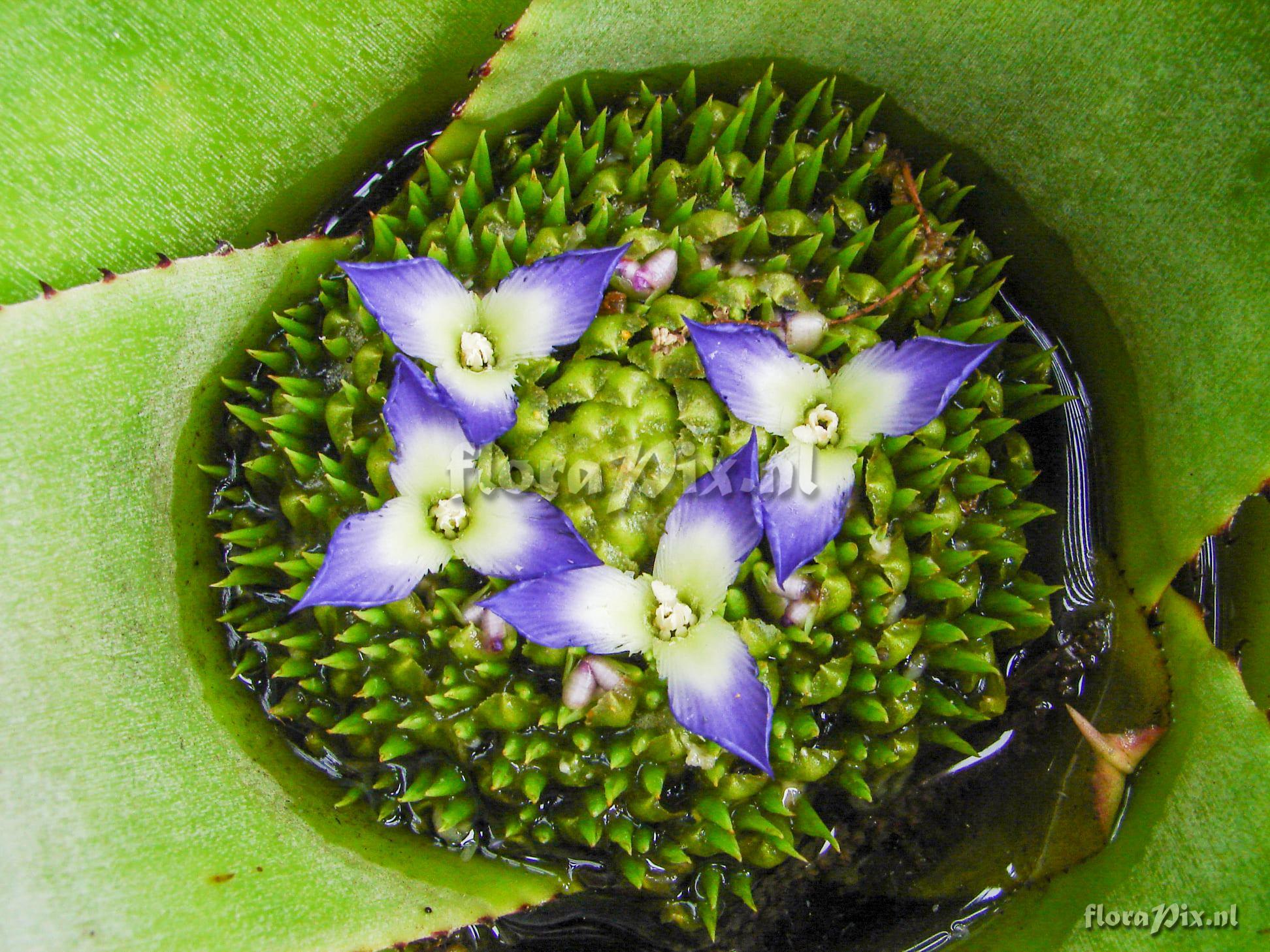 Neoregelia insulana