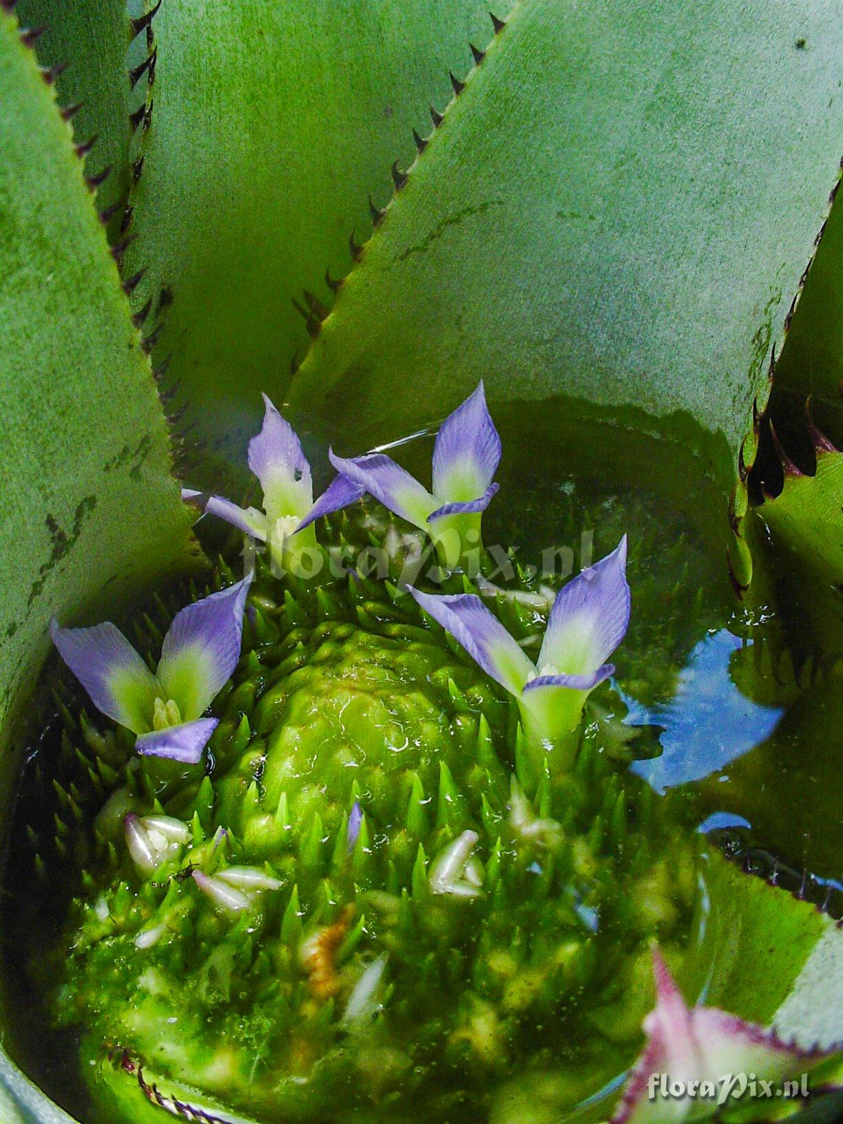 Neoregelia insulana