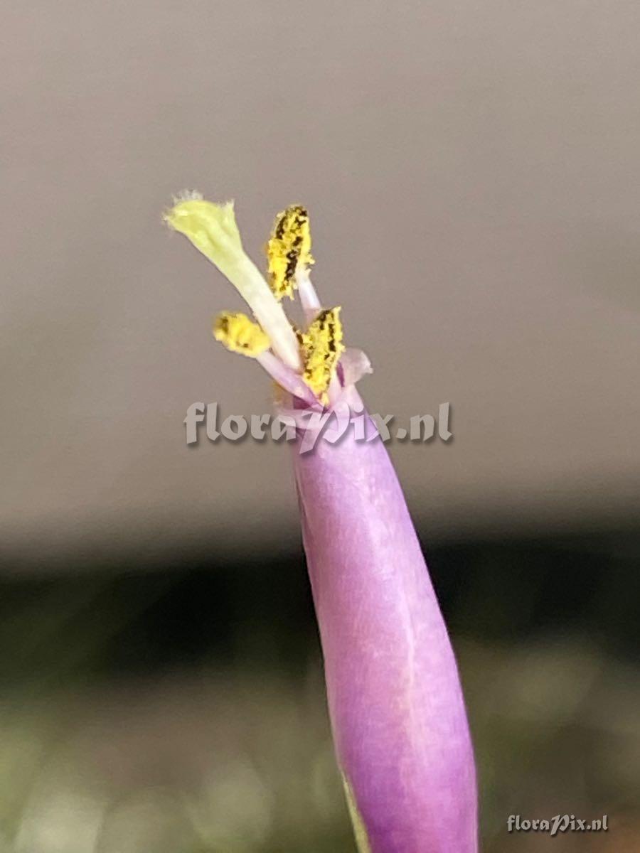 Tillandsia balbisiana