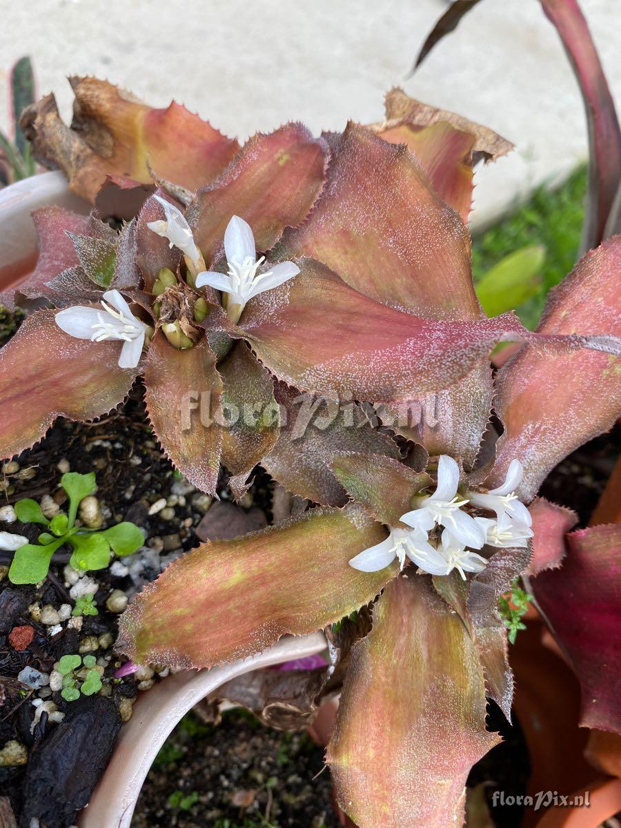 Cryptanthus acaulis var. ruber