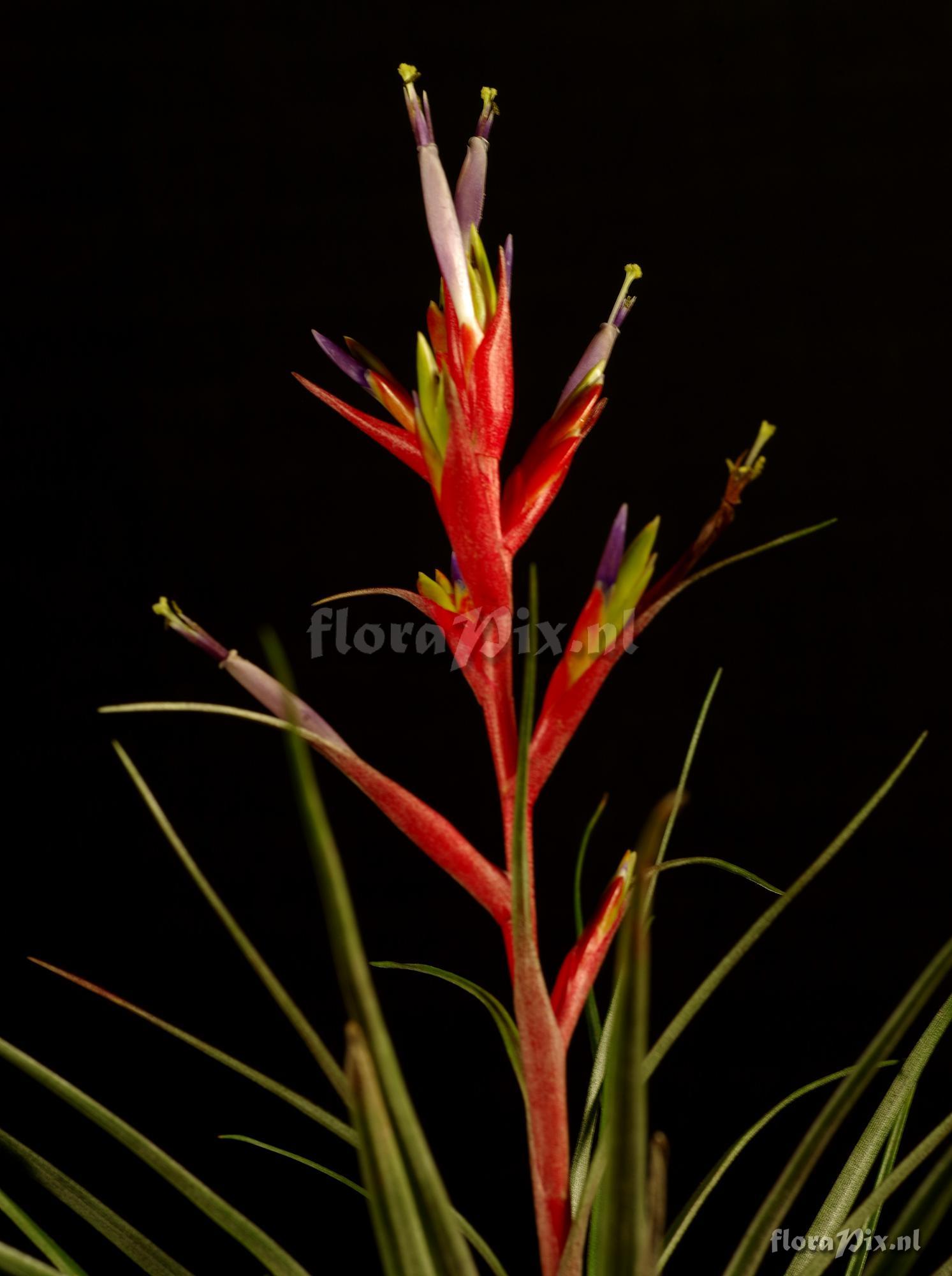 Tillandsia canescens