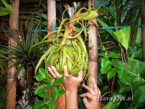 Tillandsia streptophylla