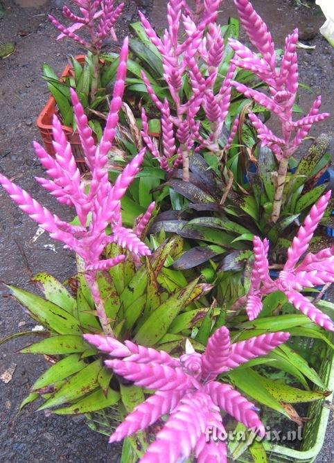 Tillandsia lucida