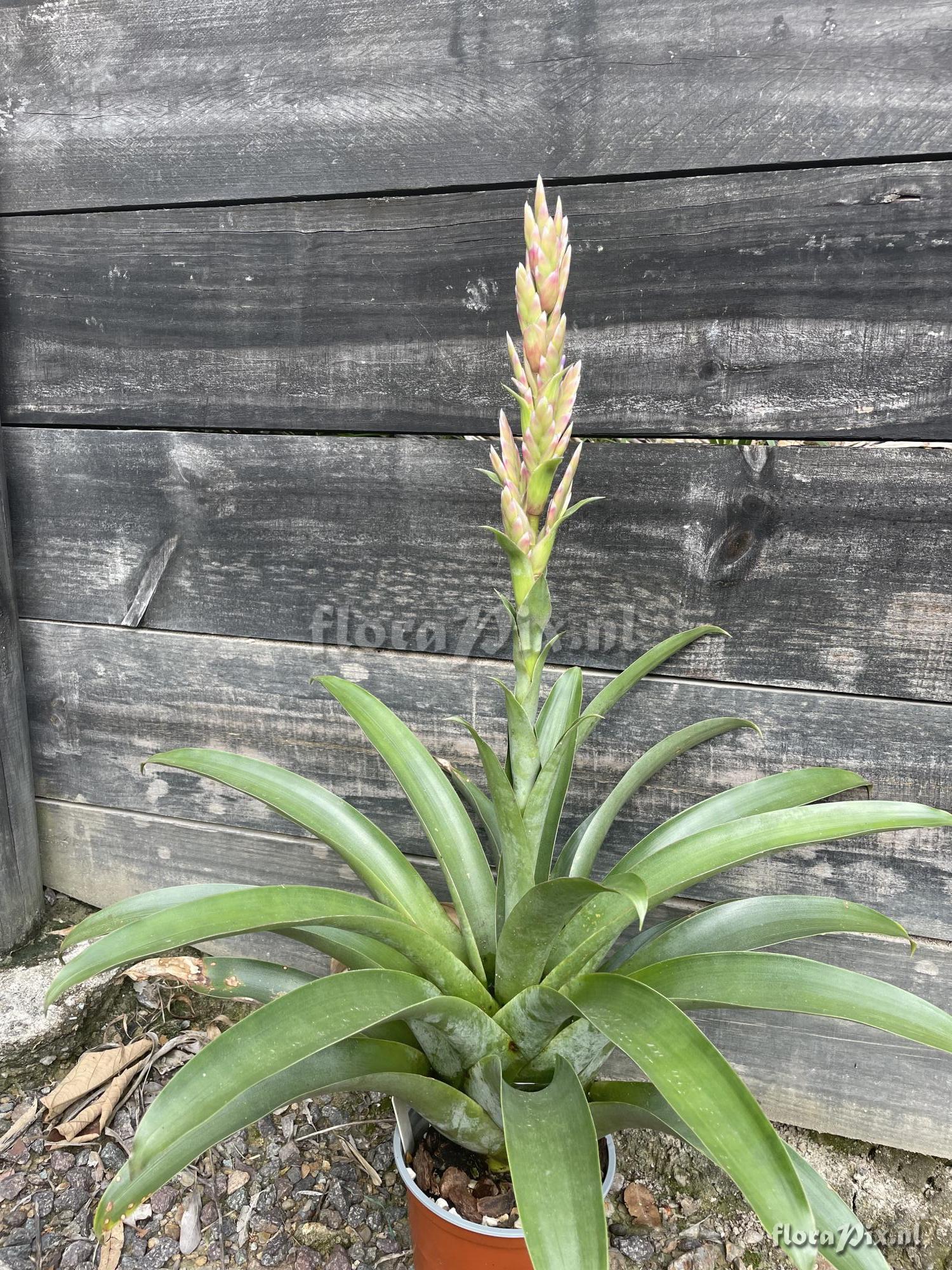 Tillandsia rubroviolacea