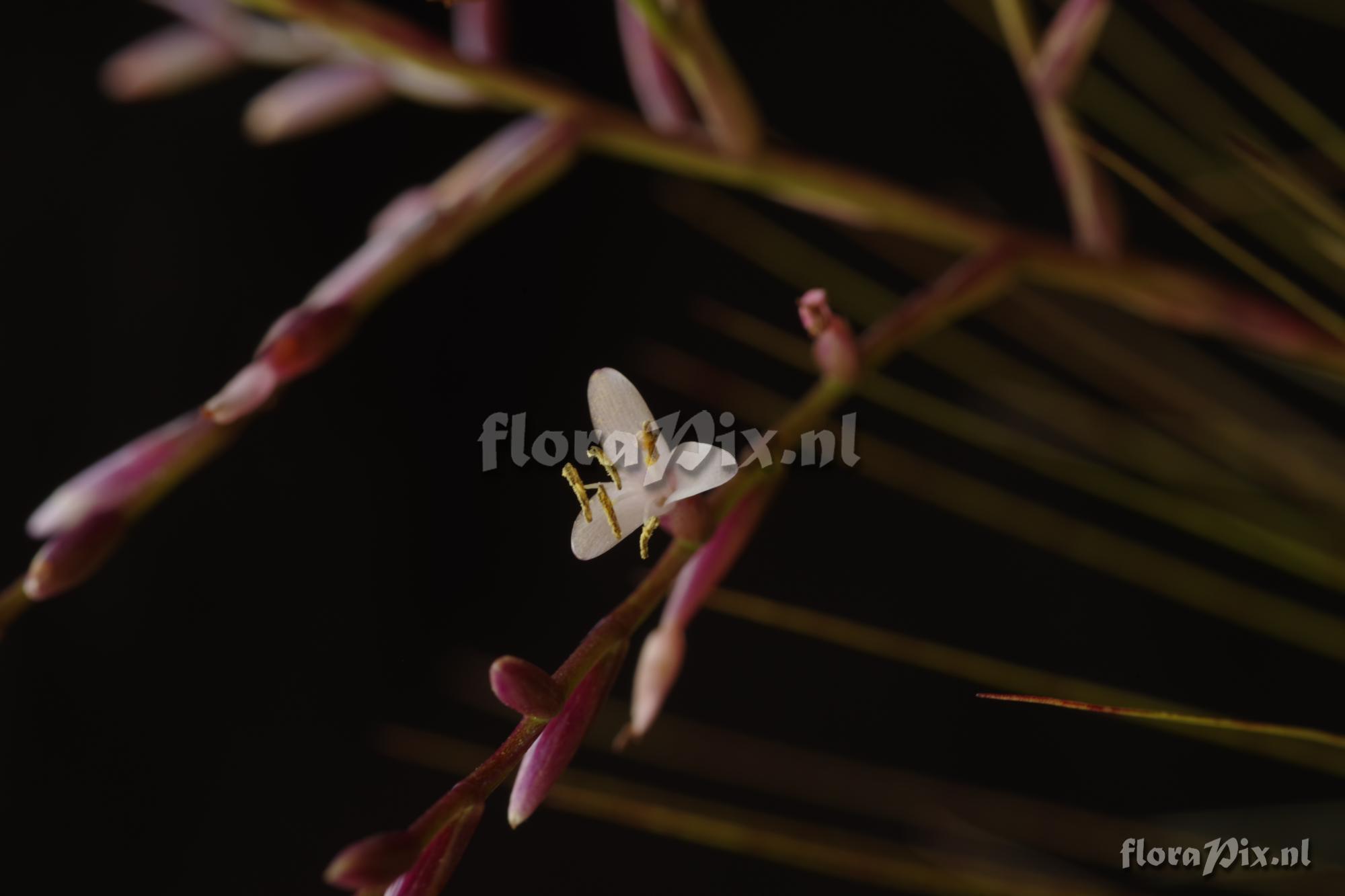 Tillandsia filifolia