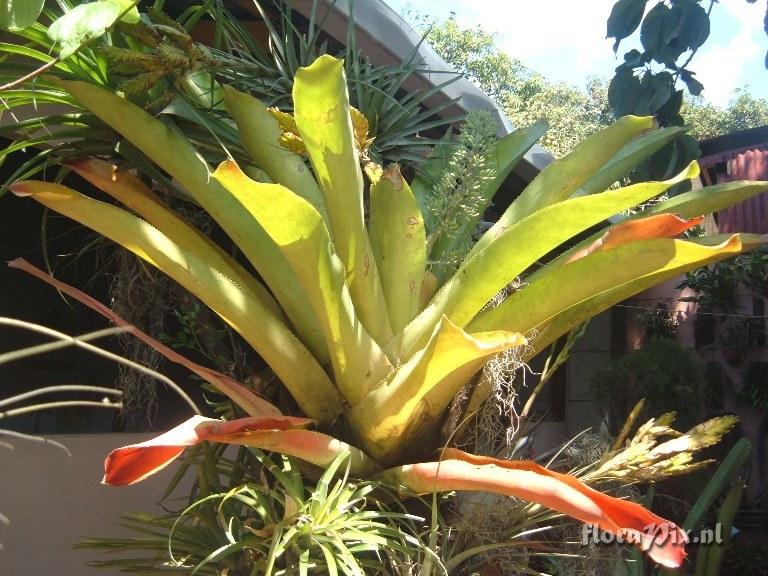 Aechmea mexicana ?