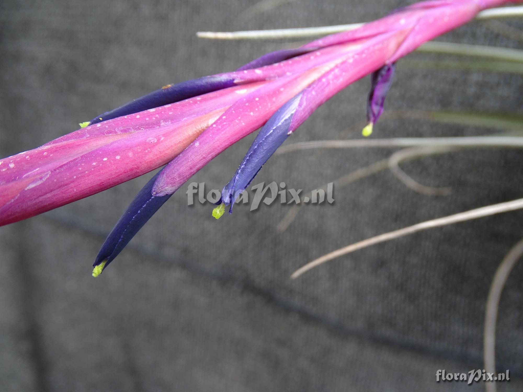 Tillandsia andreettae