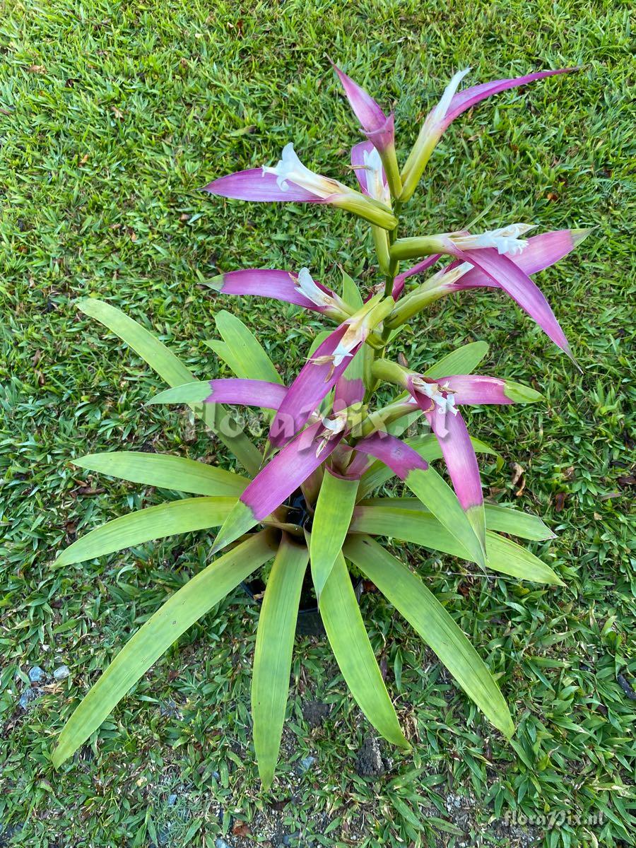 Guzmania wittmackii