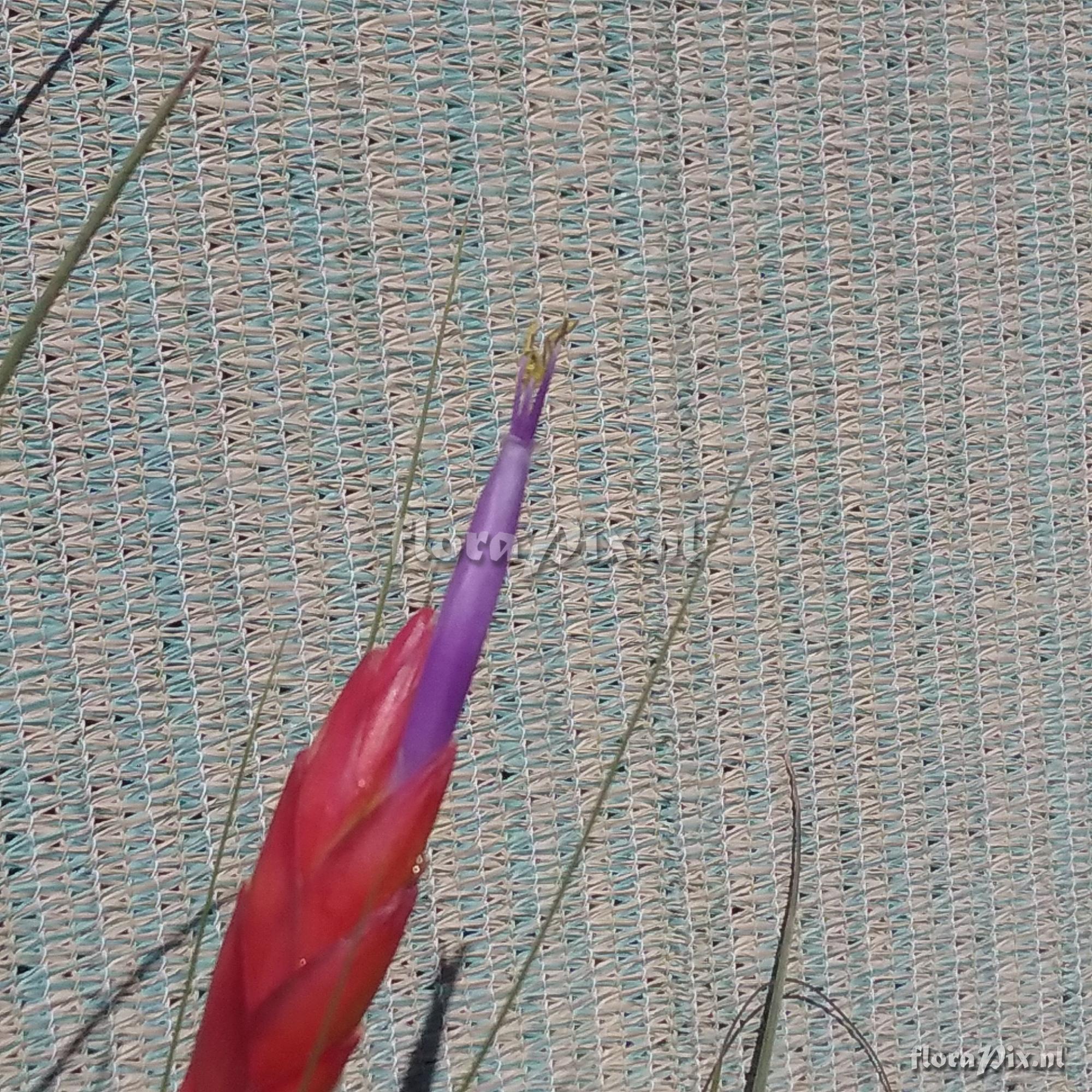 Tillandsia melanocrater