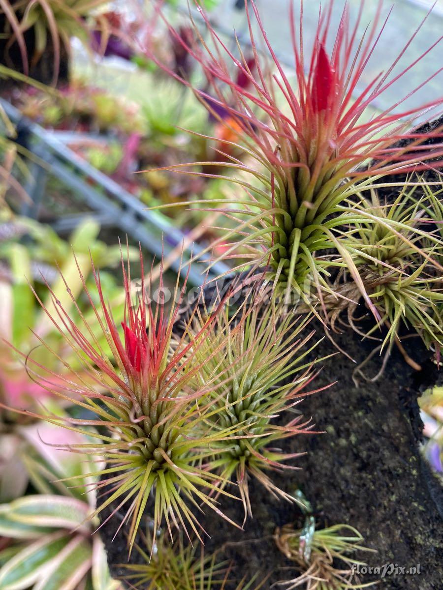 Tillandsia funckiana