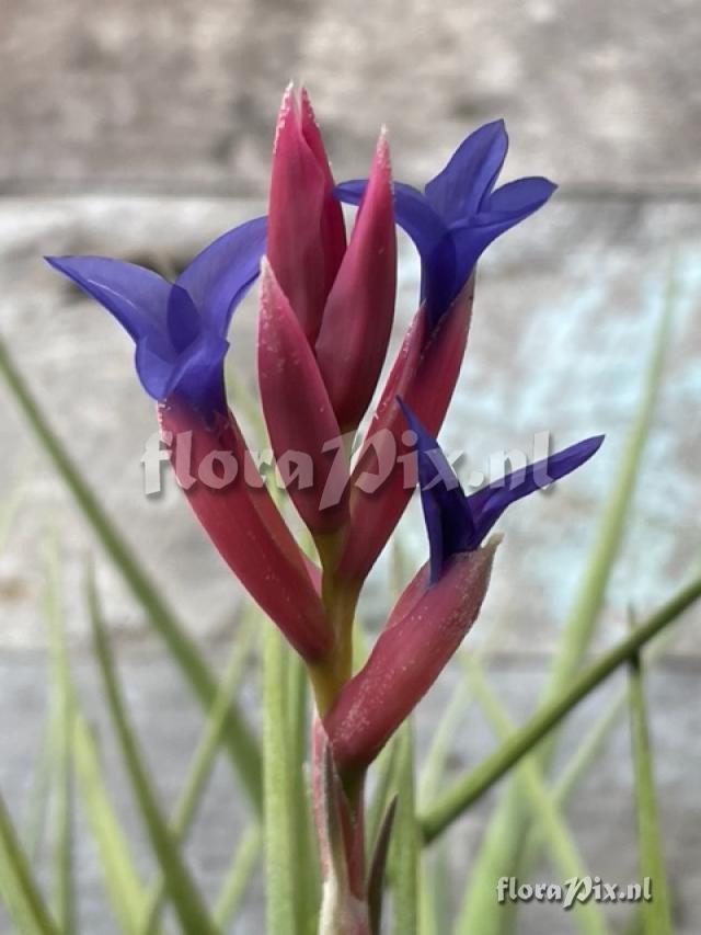 Tillandsia winkleri