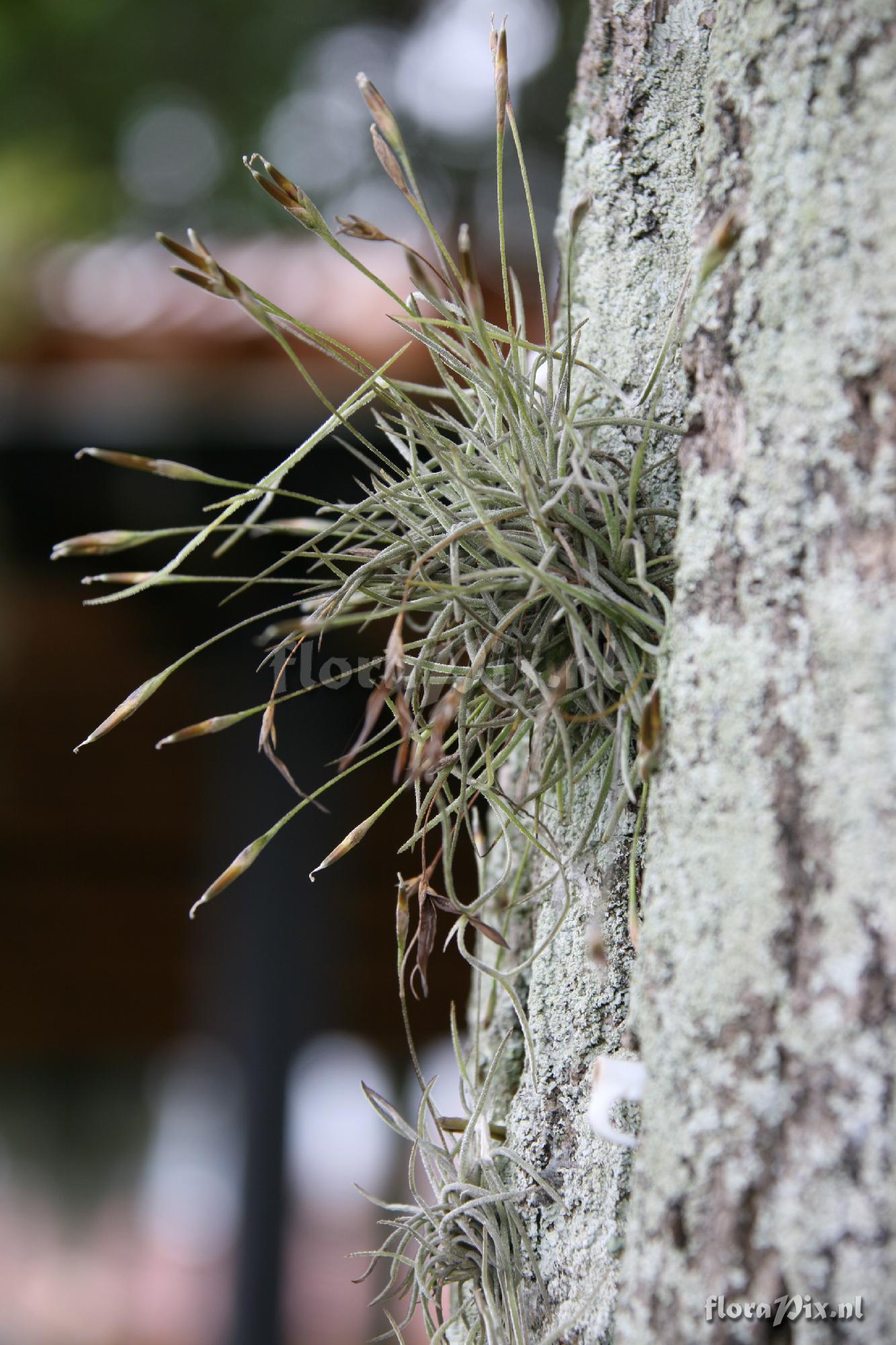 Tillandsia recurvata