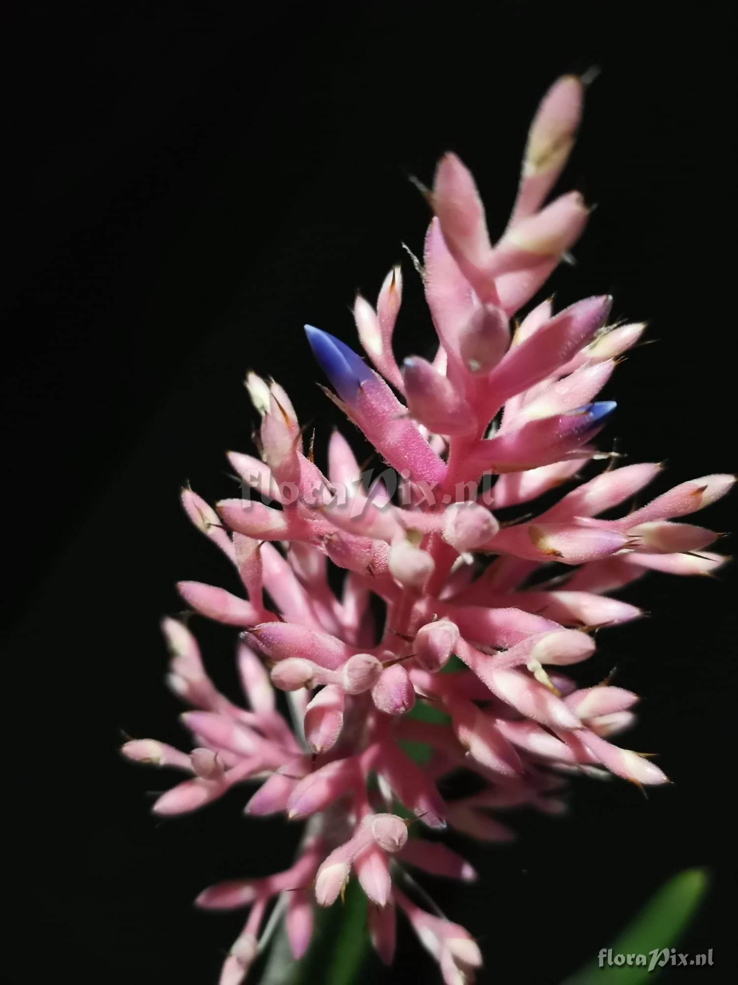 Aechmea purpureorosea