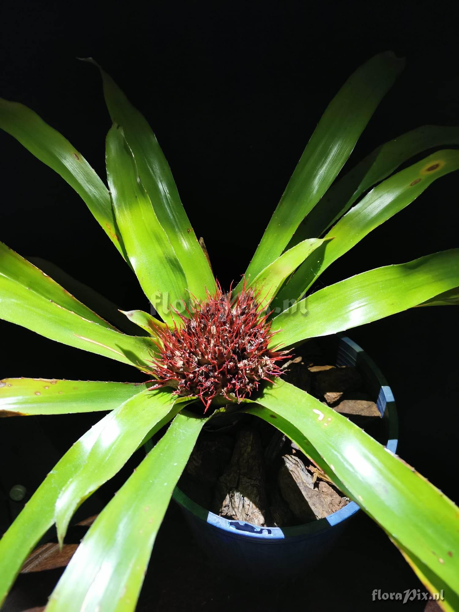 Aechmea echinata