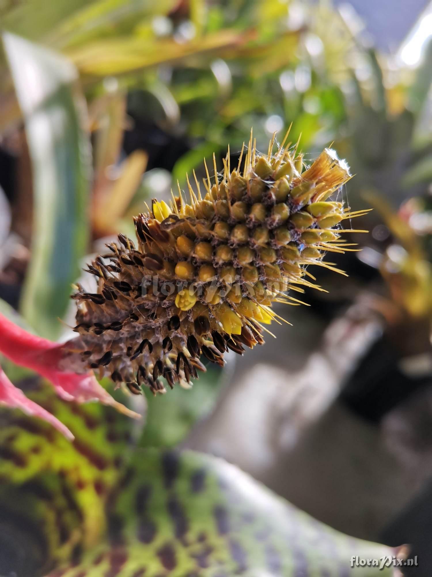 Aechmea pineliana