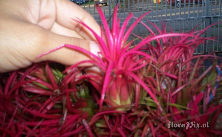 Tillandsia ionantha