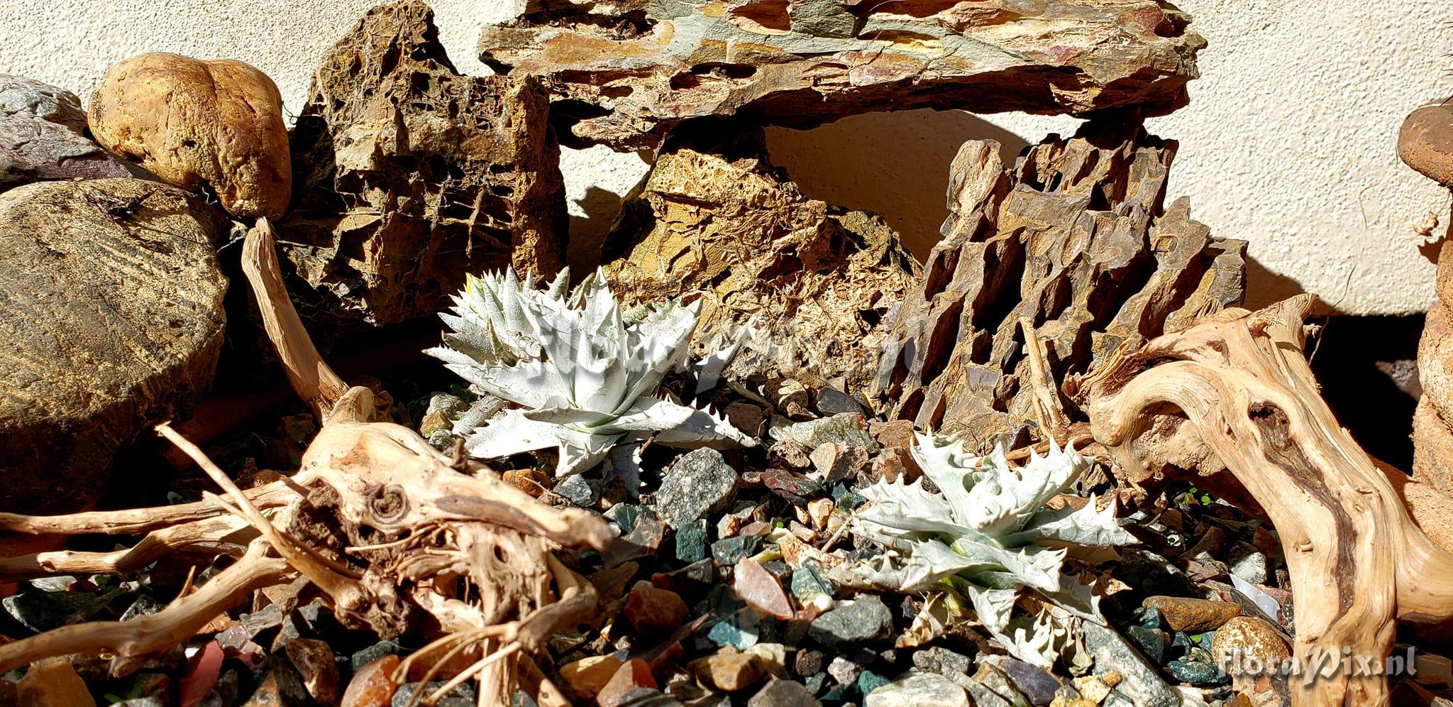 Encholirium agavoides