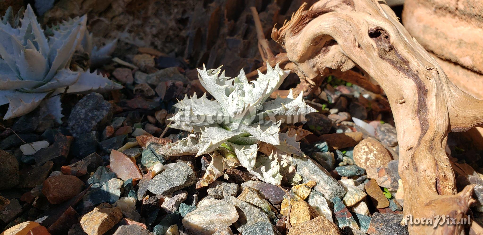 Encholirium agavoides