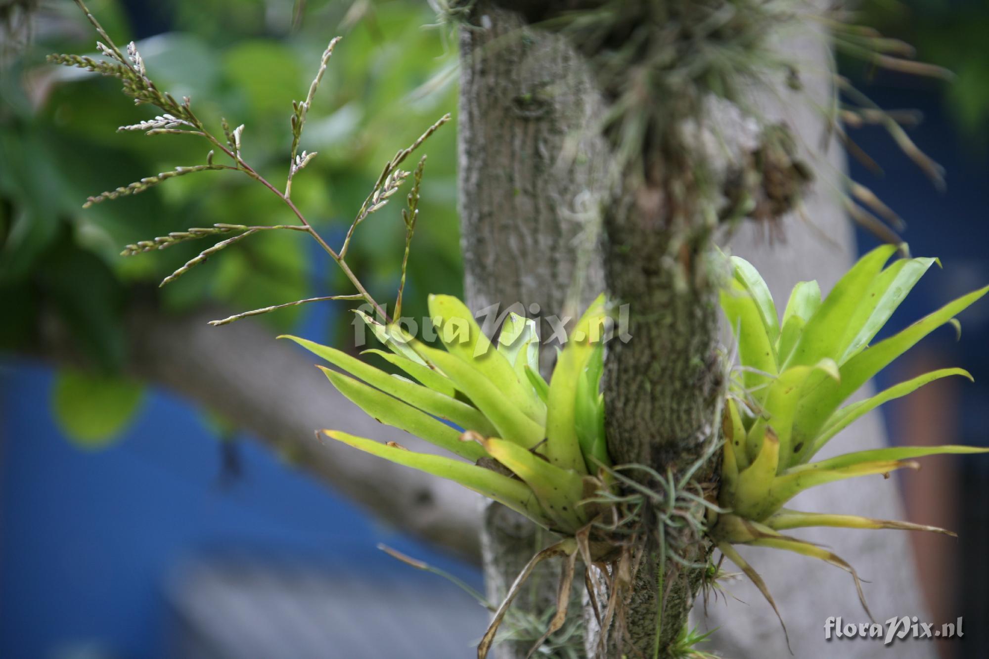 Tillandsia spec.