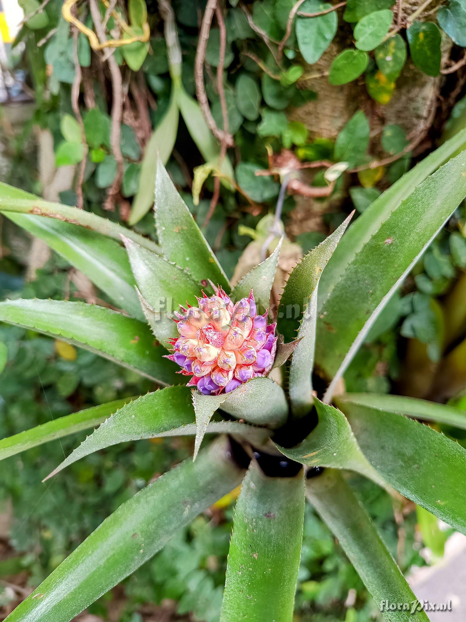 Aechmea joannis