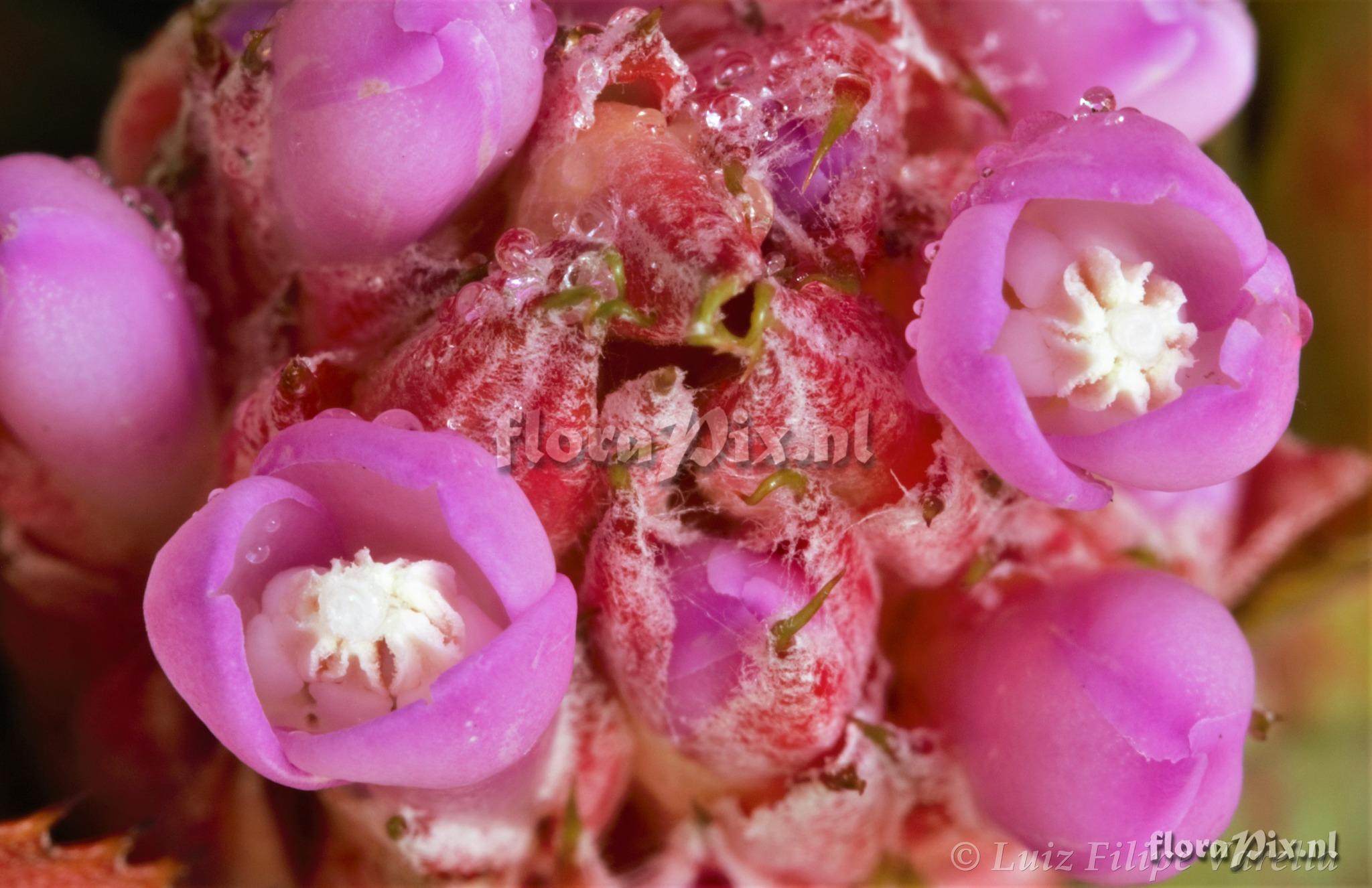 Aechmea recurvata