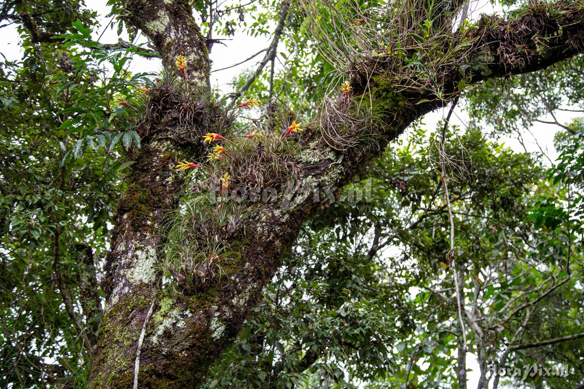 Vriesea poenulata