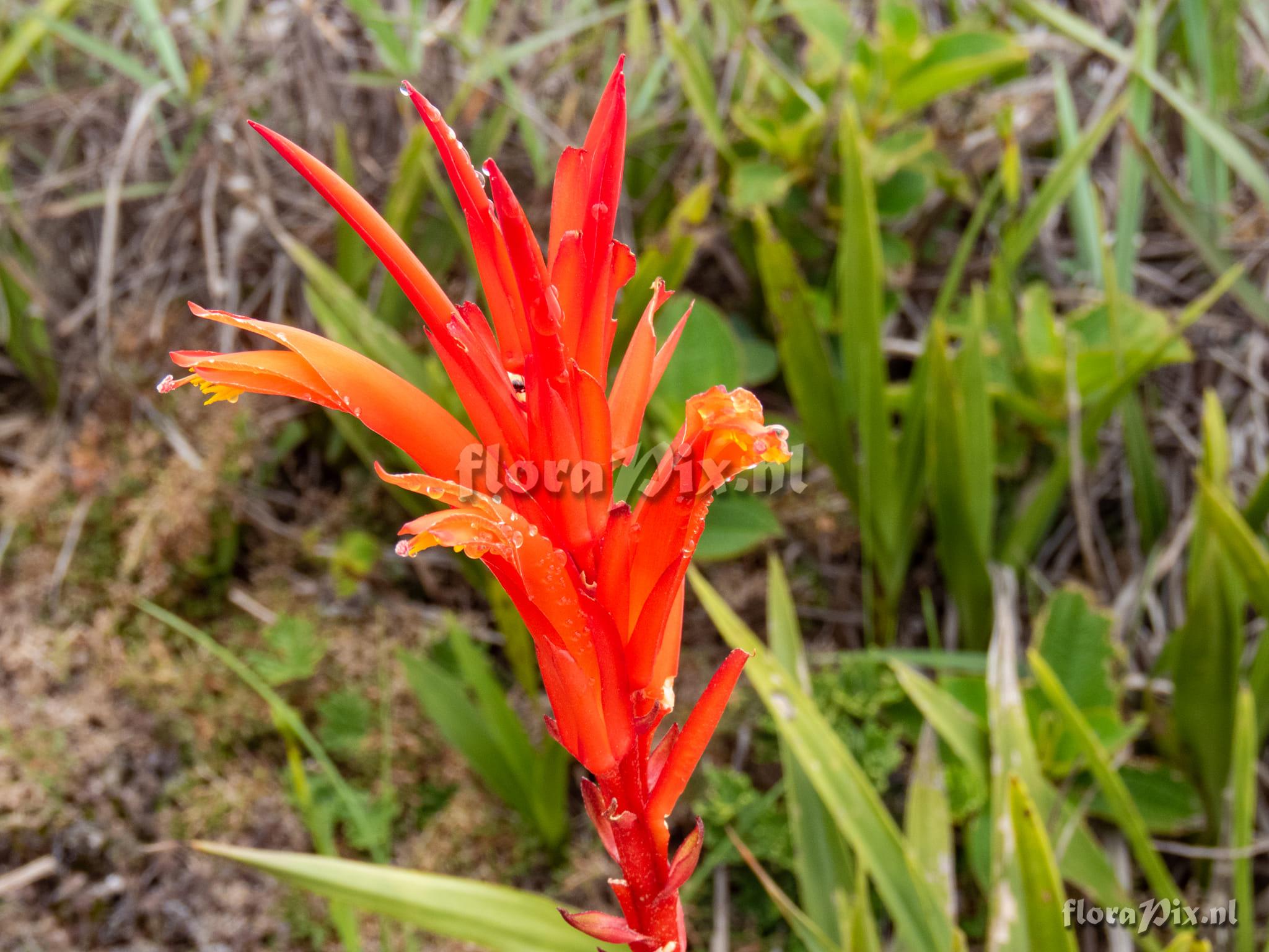 Pitcairnia flammea