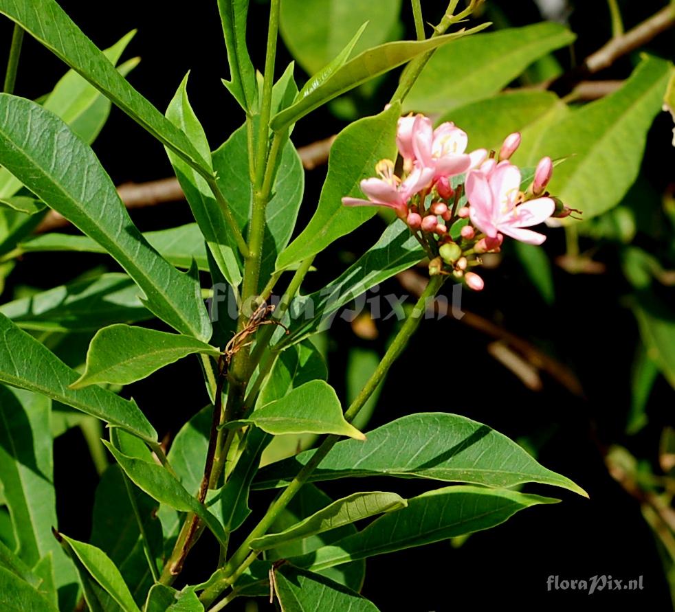 Jatraopha sp. Pink variant