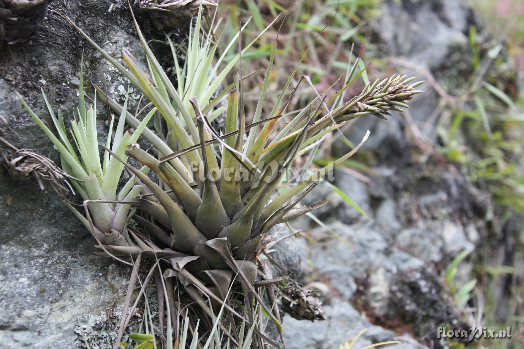 Tillandsia spec.