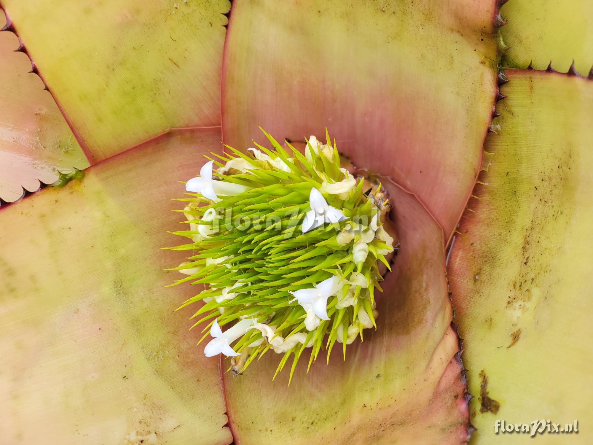 Neoregelia gigas