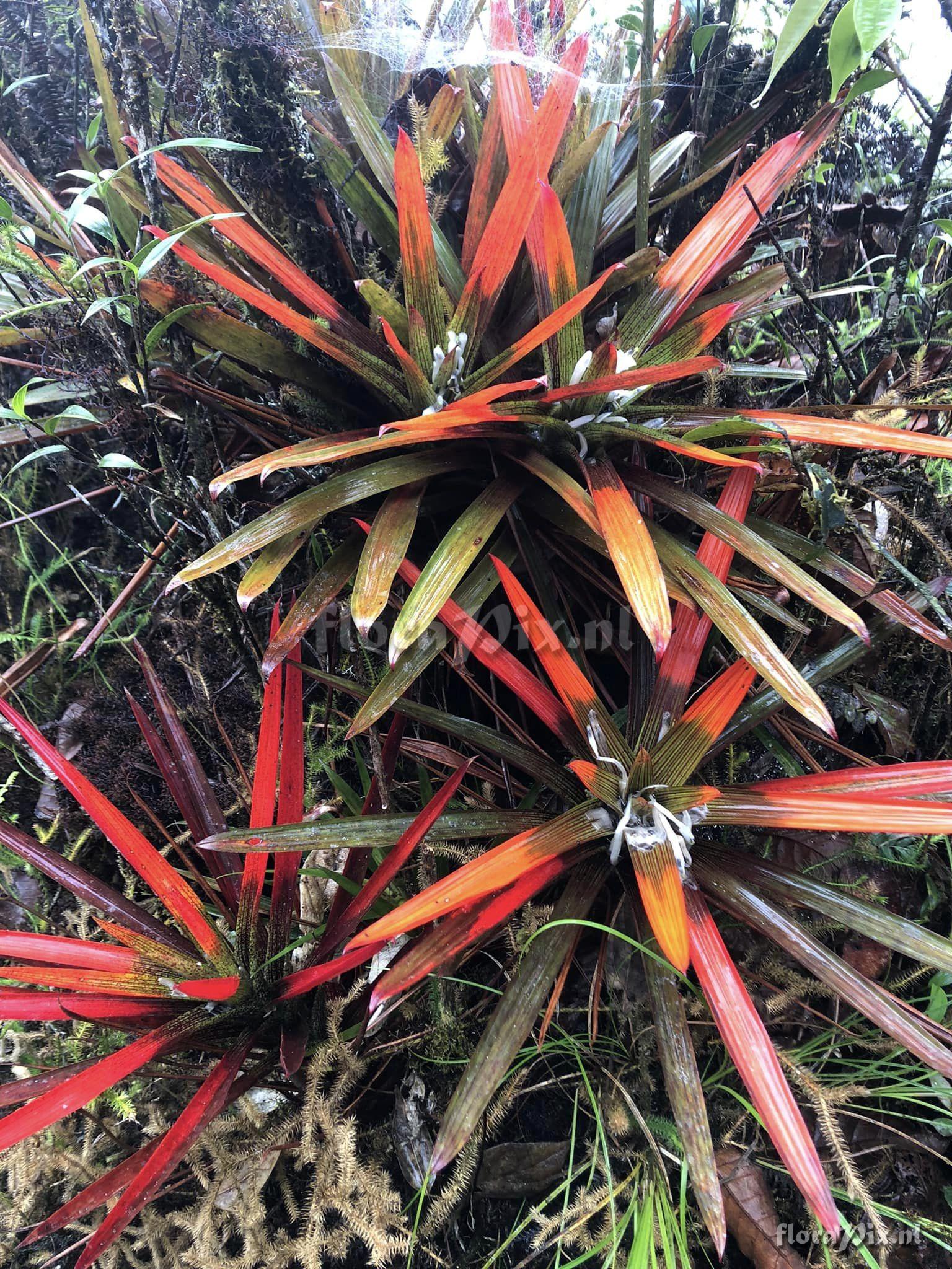 Guzmania nidularioides