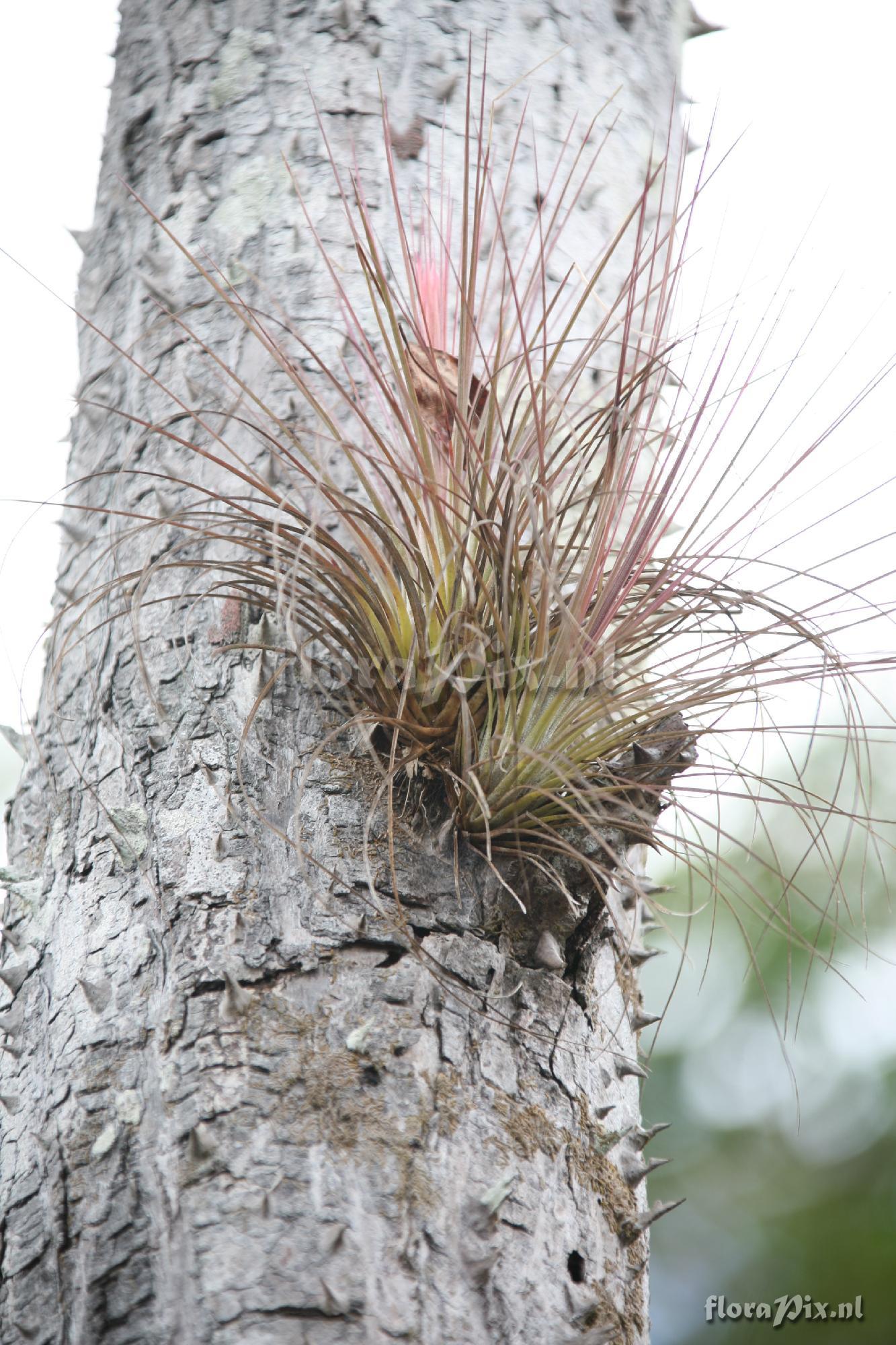 Tillandsia juncea