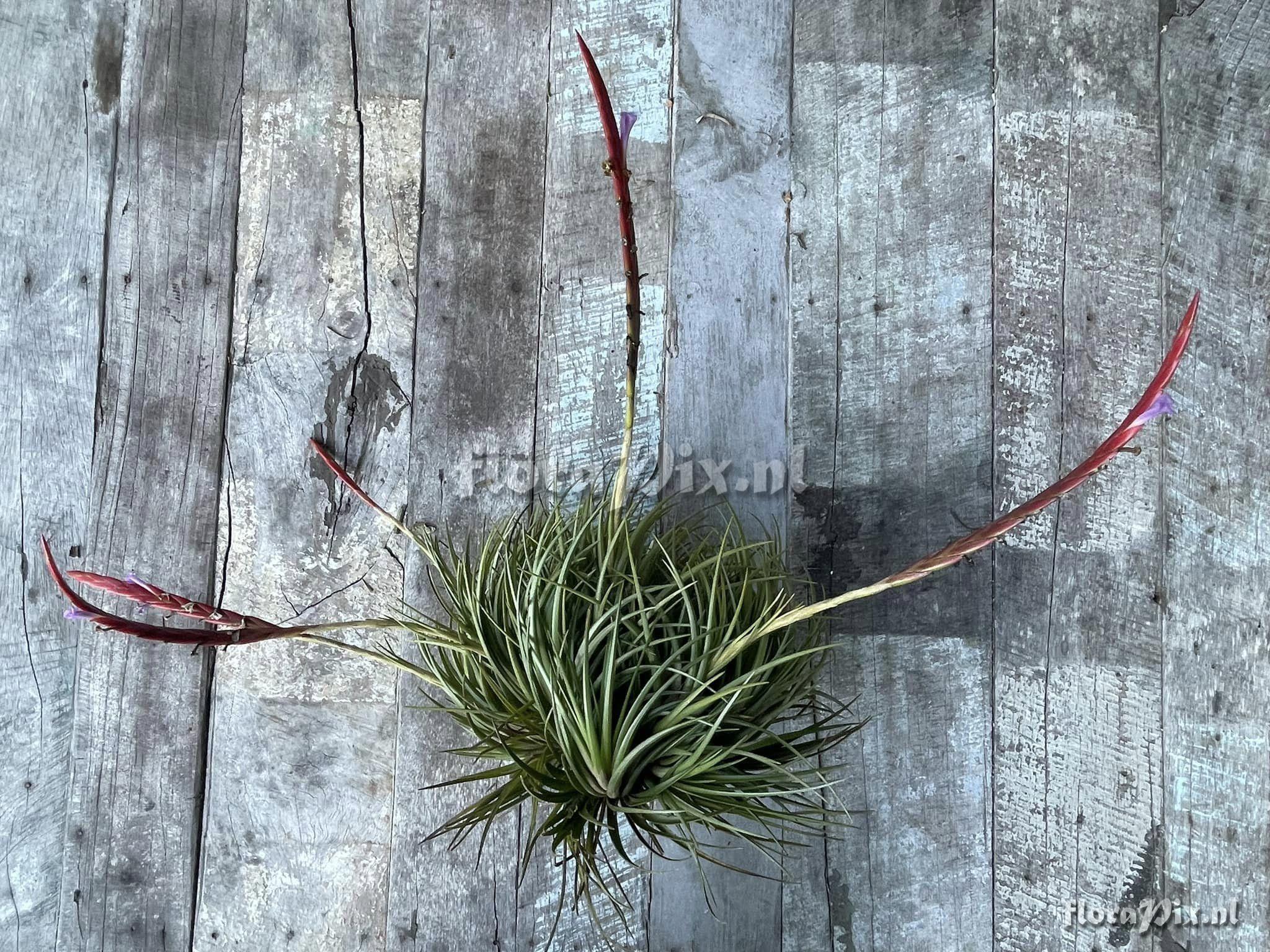 Tillandsia dura