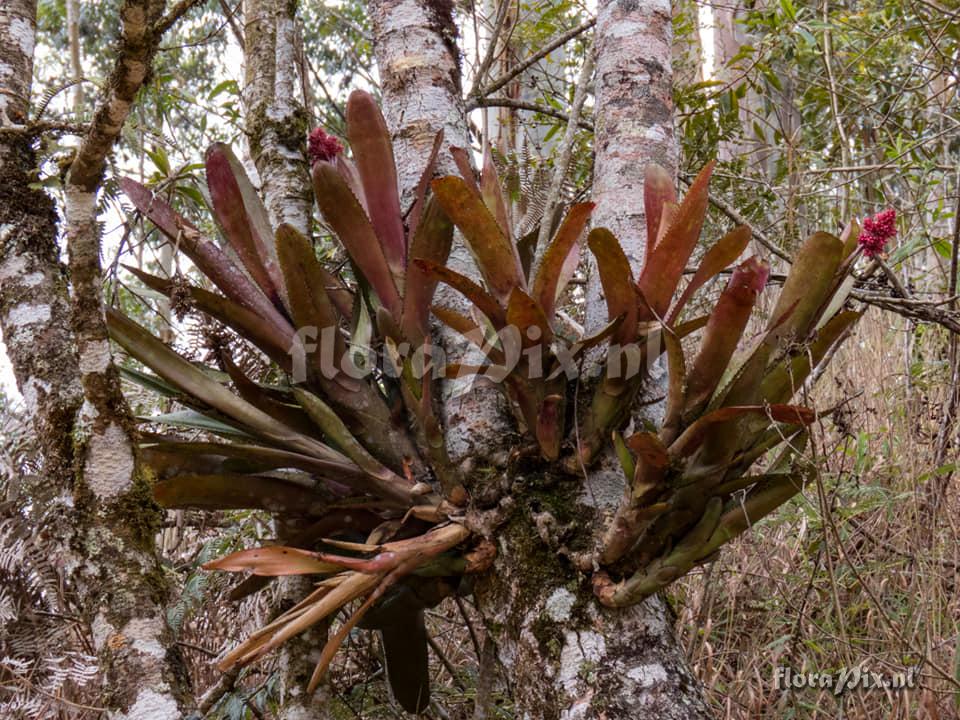 Aechmea caesia