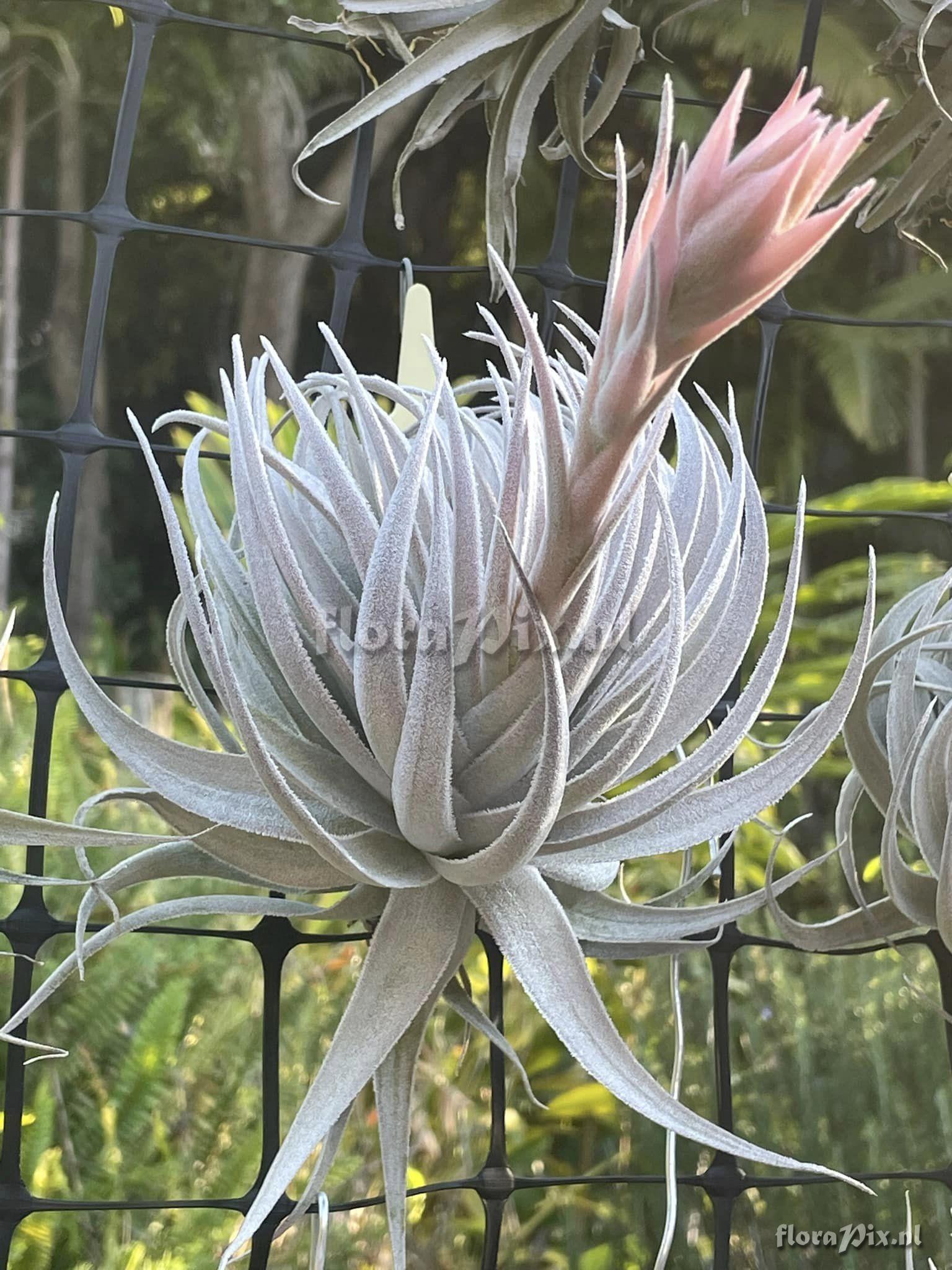 Tillandsia gardneri var. rupicola