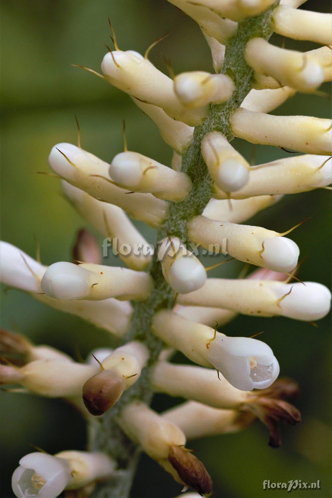 Aechmea gamosepala var. nivea